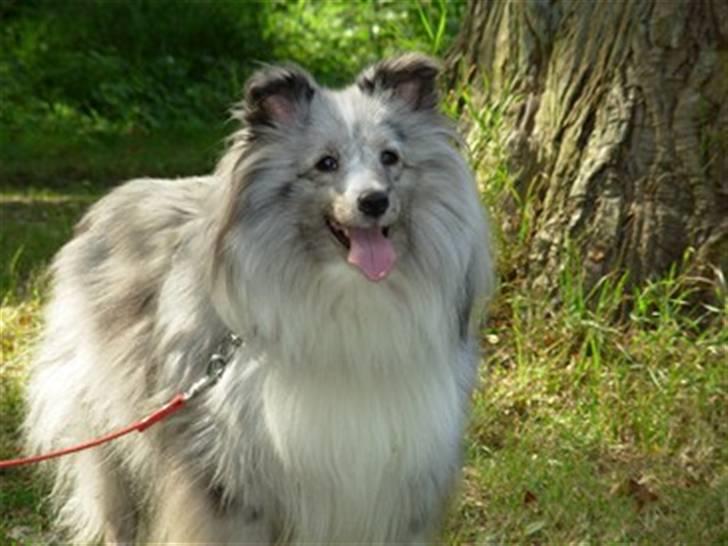 Shetland sheepdog Beauty - Beauty i Knuthenborg Park ;) billede 2
