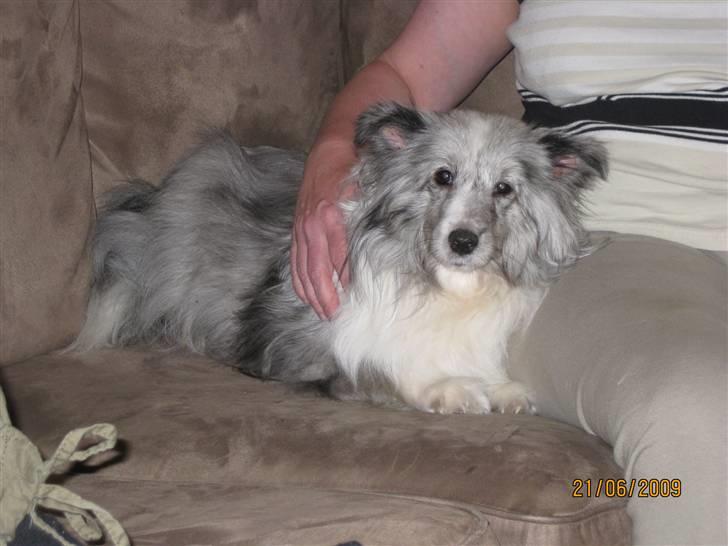 Shetland sheepdog Beauty - På dagen hvor hun skulle føde .. billede 3