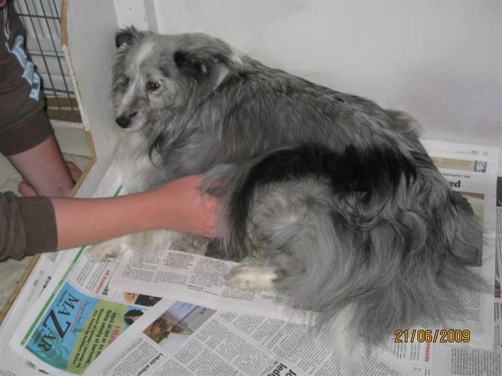 Shetland sheepdog Beauty - Beauty med veer .. billede 4