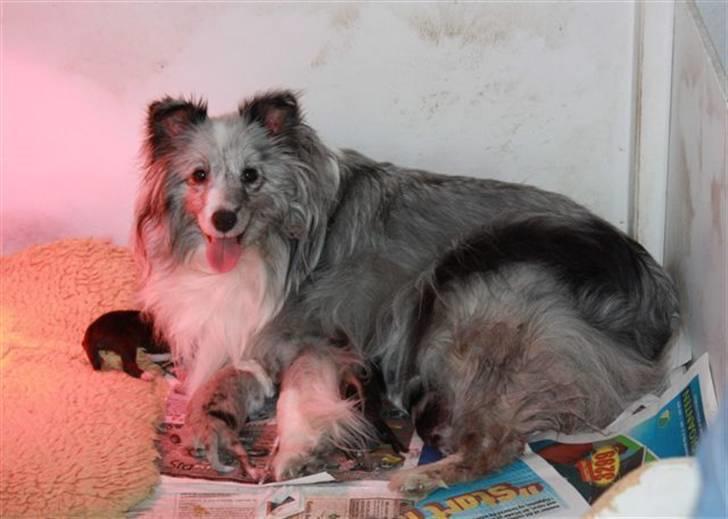 Shetland sheepdog Beauty - Stolt mor med sine hvalpe :) billede 5