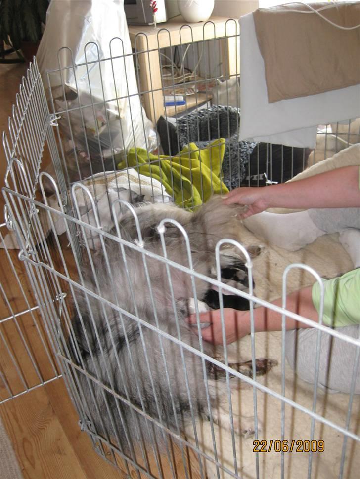 Shetland sheepdog Beauty - Dårligt billede. Men Beauty giver bebberne mad :) billede 6