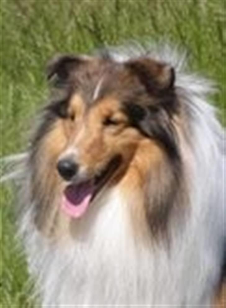 Shetland sheepdog Sparky - Hvor du flot Sparky :) billede 1