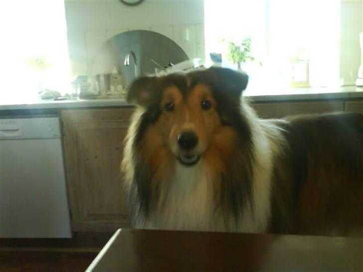 Shetland sheepdog Sparky billede 2