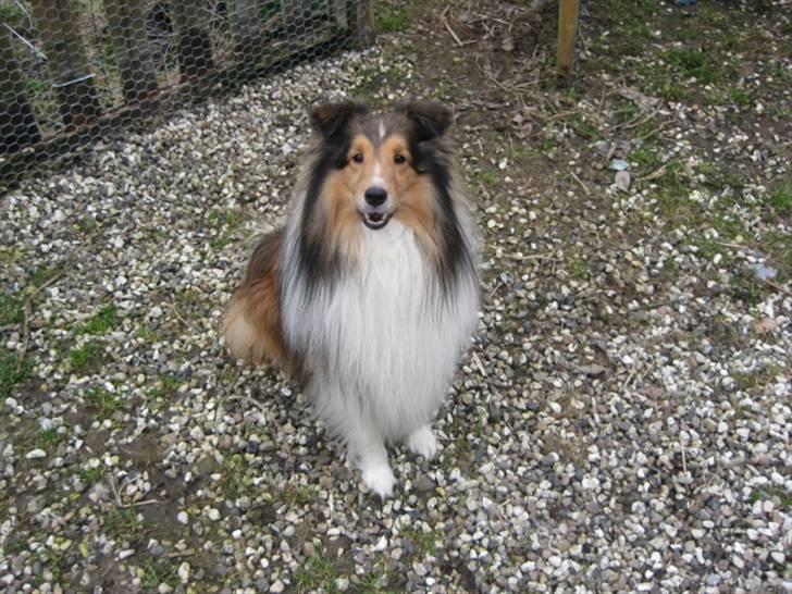 Shetland sheepdog Sparky billede 3