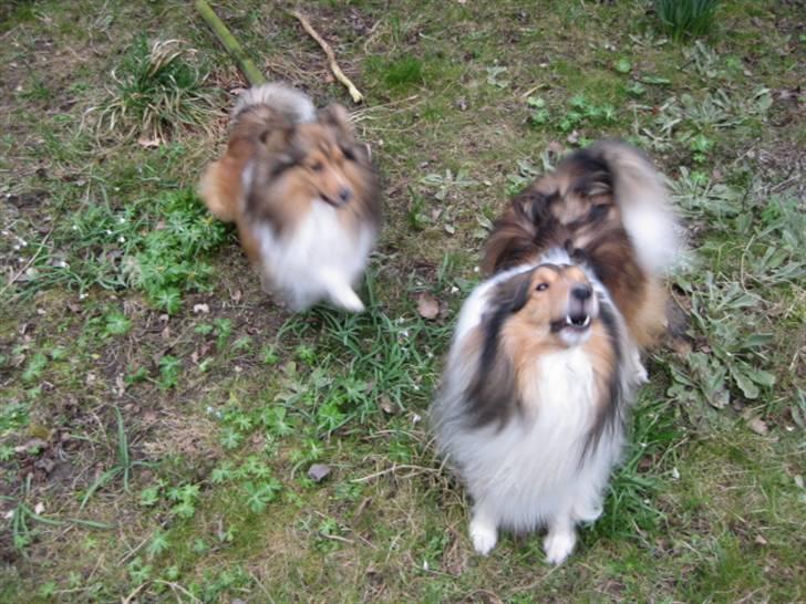 Shetland sheepdog Sparky - Min gode ven Julle og jeg :;) billede 4