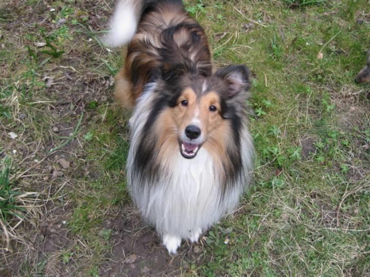 Shetland sheepdog Sparky billede 5
