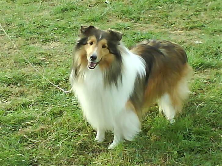 Shetland sheepdog Sparky billede 6