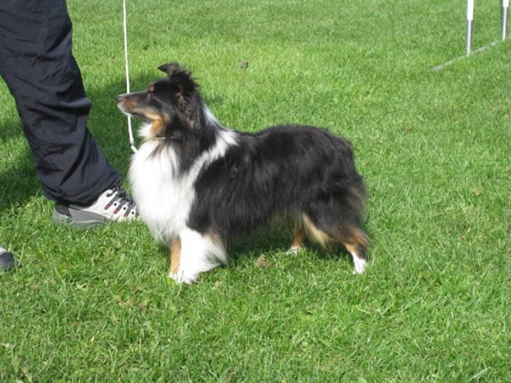 Shetland sheepdog Angel billede 1