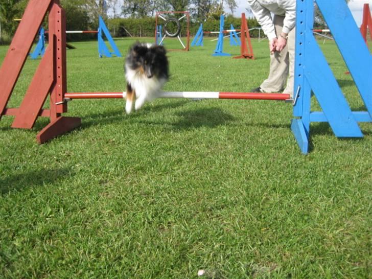 Shetland sheepdog Angel billede 2