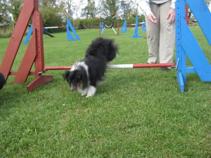 Shetland sheepdog Angel billede 3