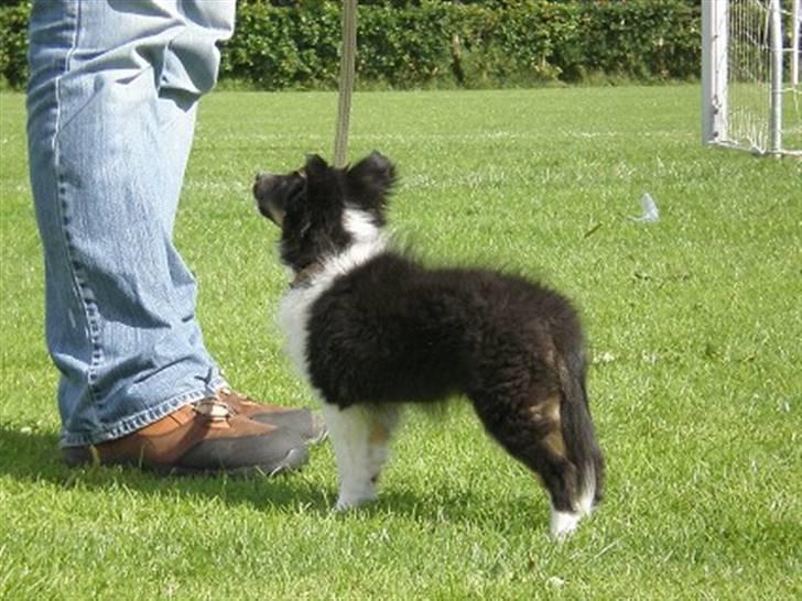 Shetland sheepdog Angel billede 4