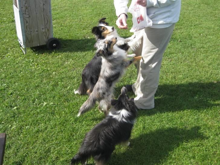 Shetland sheepdog Angel - Angel, Tas og Zeline. billede 5