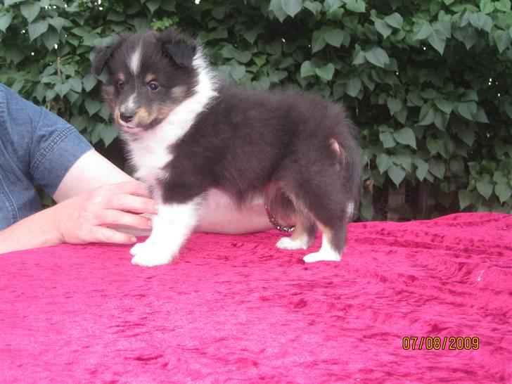 Shetland sheepdog Kiki billede 1