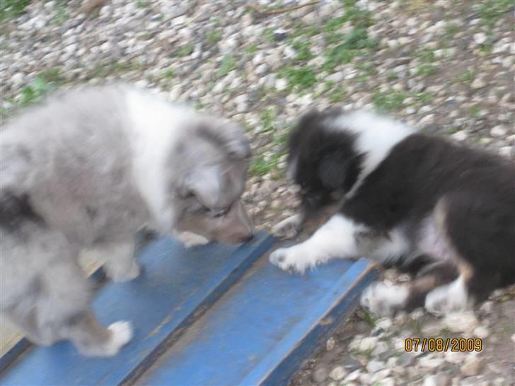 Shetland sheepdog Kiki - Lidt bid i a´et med broren Cocio :) billede 2