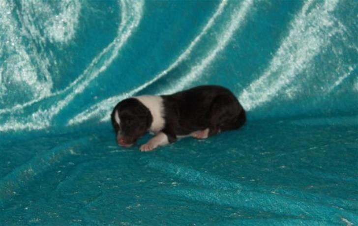 Shetland sheepdog Kiki billede 3