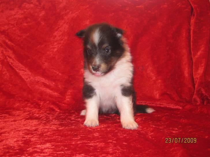 Shetland sheepdog Kiki billede 4