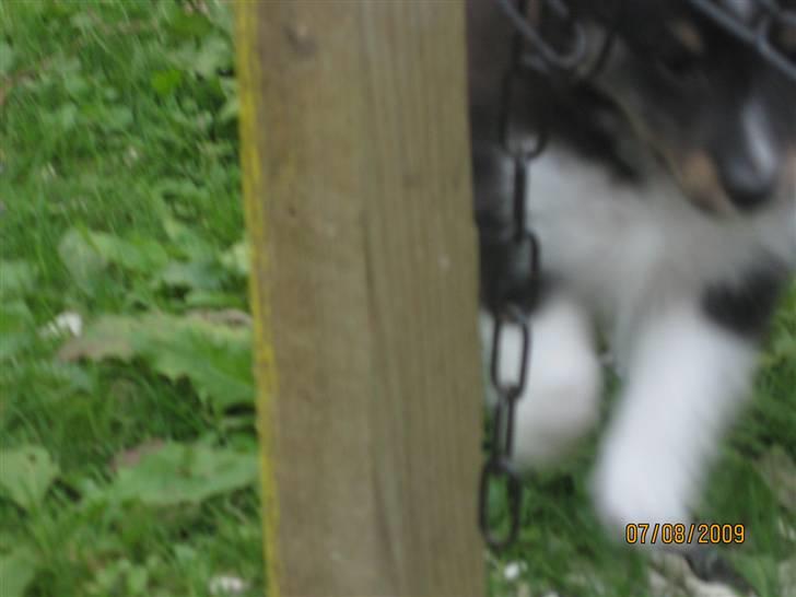 Shetland sheepdog Kiki billede 5