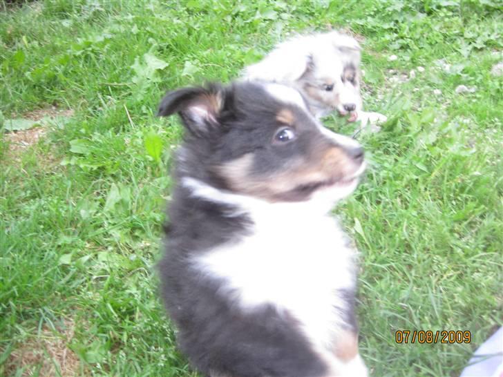 Shetland sheepdog Kiki billede 6