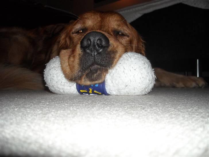 Golden retriever Luca - lidt doven måske:b billede 13