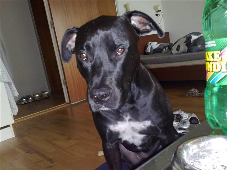 Amerikansk staffordshire terrier HEROS (SMULLER-HEROS) - Tror du ikk, at jeg har gennemskuet dig??? billede 13