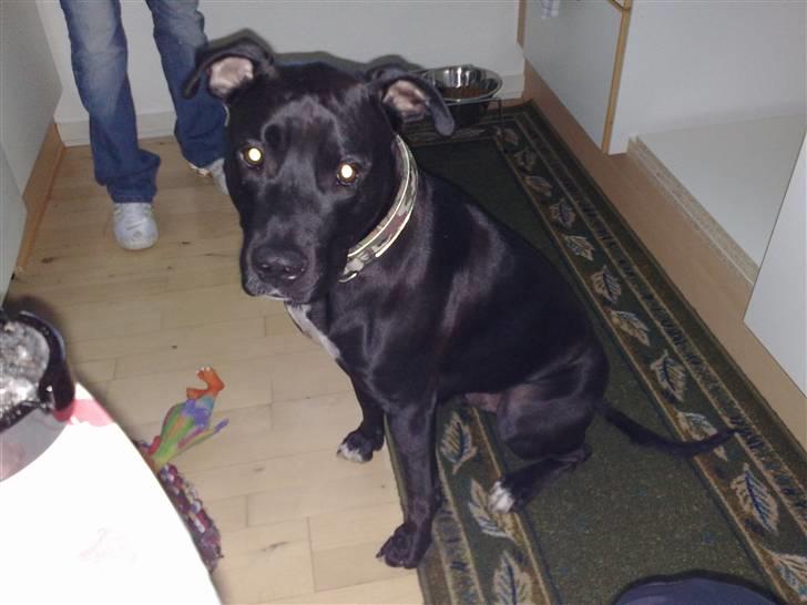 Amerikansk staffordshire terrier HEROS (SMULLER-HEROS) billede 14