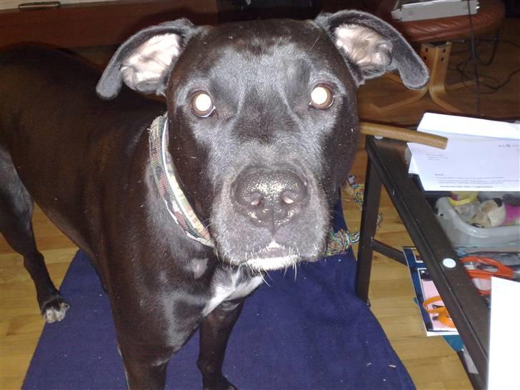 Amerikansk staffordshire terrier HEROS (SMULLER-HEROS) - Jeg vil gerne ud og gå NU! billede 15