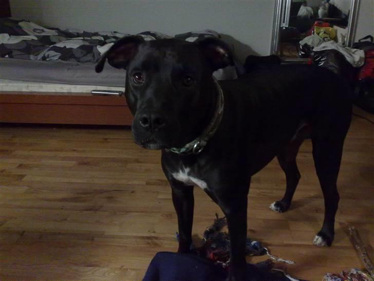 Amerikansk staffordshire terrier HEROS (SMULLER-HEROS) - kom nuuuuuu, la´ os gå... billede 16