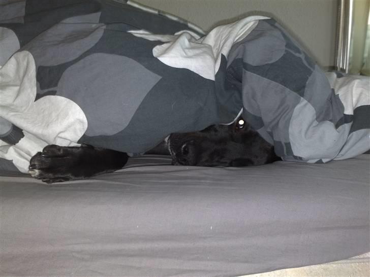 Amerikansk staffordshire terrier HEROS (SMULLER-HEROS) - Jeg holder altså øje med dig, selvom jeg putter ;0) billede 17