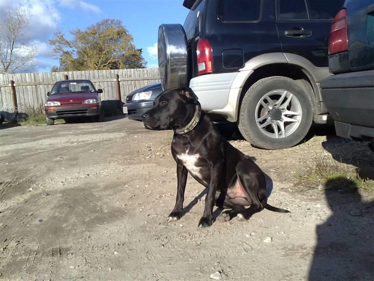 Amerikansk staffordshire terrier HEROS (SMULLER-HEROS) - Sidder og tænker lidt over livet for mig selv billede 18