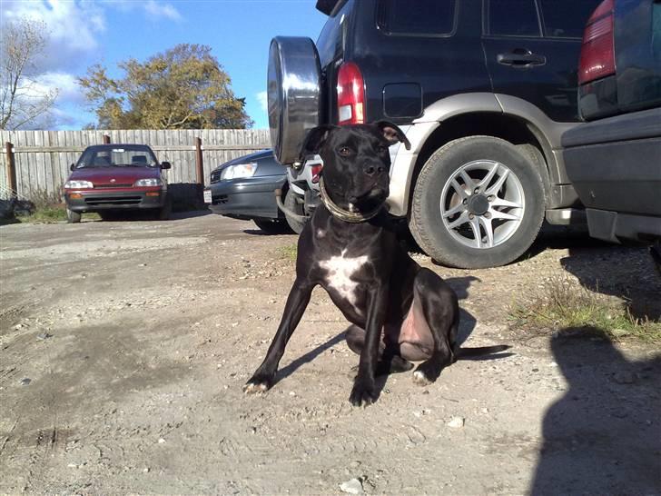 Amerikansk staffordshire terrier HEROS (SMULLER-HEROS) - Kaldte du? billede 19