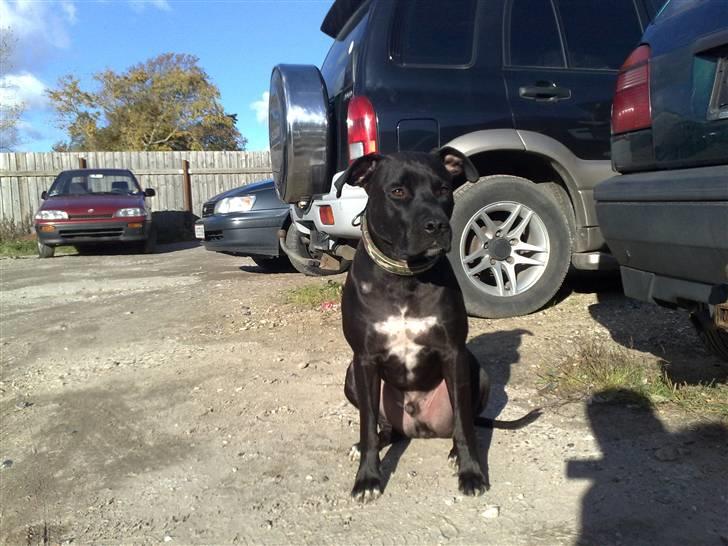 Amerikansk staffordshire terrier HEROS (SMULLER-HEROS) billede 20