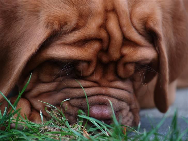 Dogue de bordeaux Esther billede 12