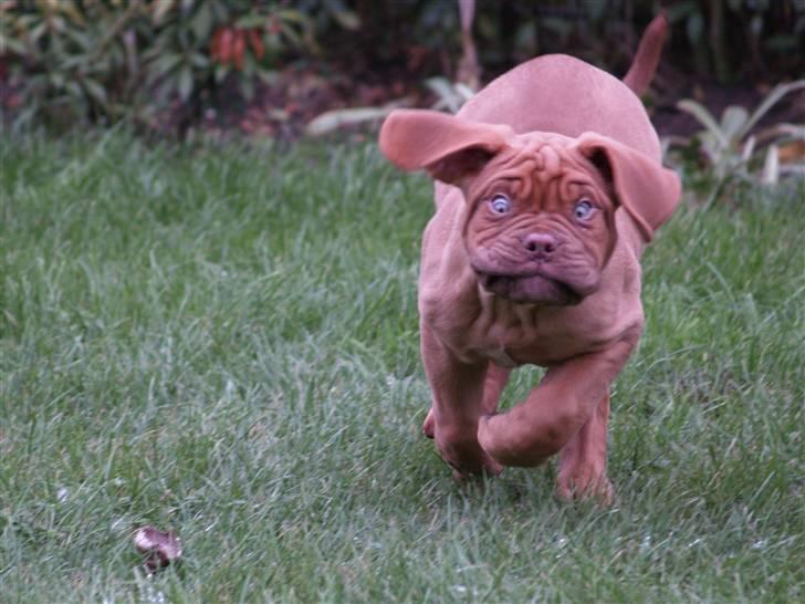 Dogue de bordeaux Esther billede 2