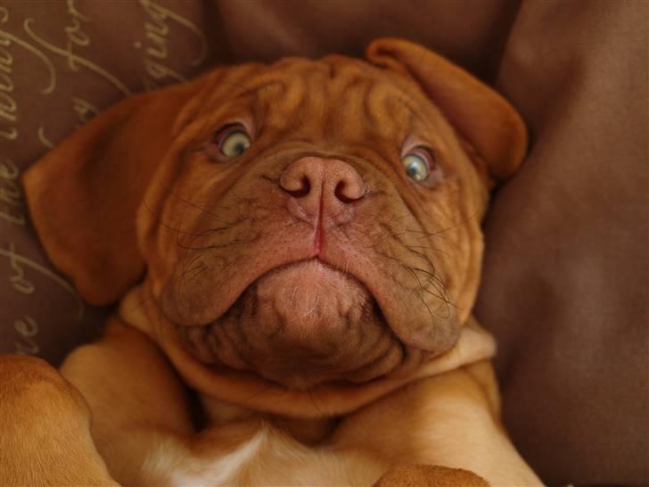 Dogue de bordeaux Esther billede 3