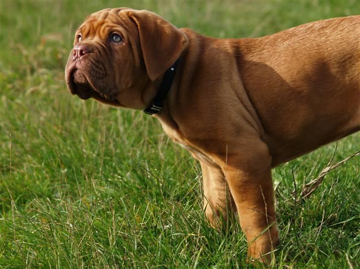 Dogue de bordeaux Esther billede 4