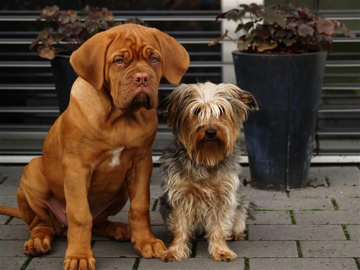 Dogue de bordeaux Esther - Her sammen med mit familiemedlem Alma billede 5