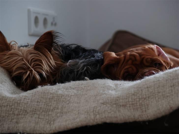 Dogue de bordeaux Esther - En middags-daser med Otto... billede 6