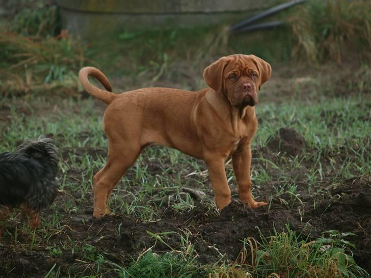 Dogue de bordeaux Esther billede 7
