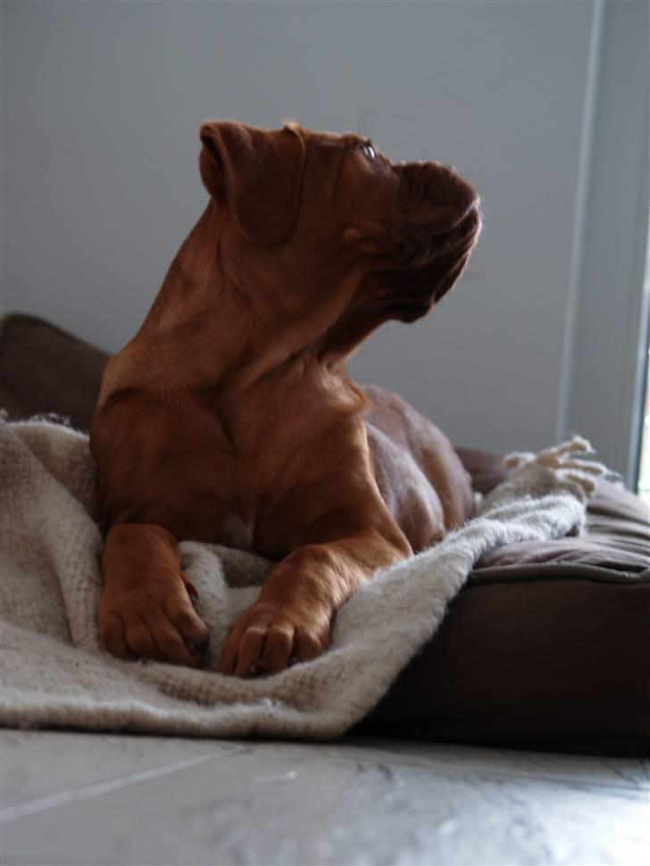 Dogue de bordeaux Esther billede 8