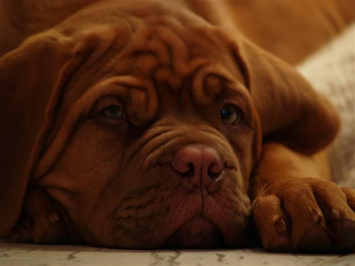 Dogue de bordeaux Esther billede 9