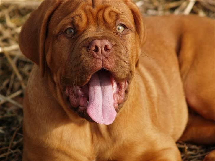 Dogue de bordeaux Esther billede 10