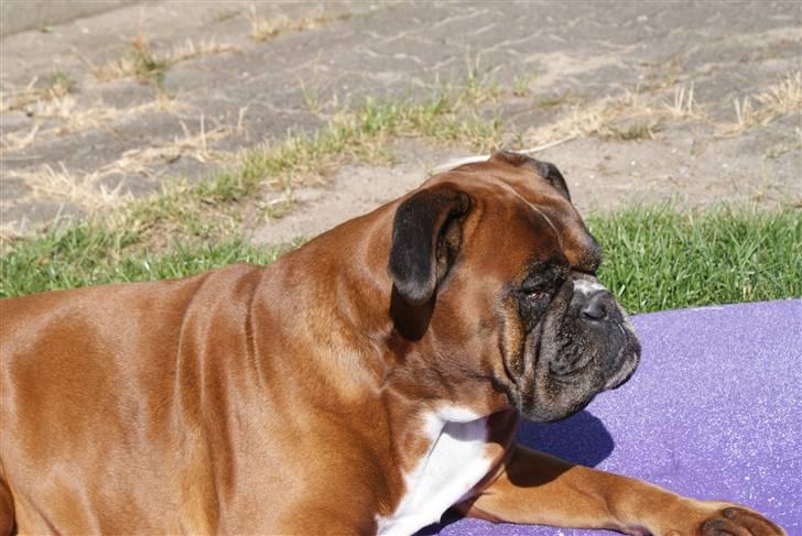 Boxer Verona ( Fie )  ( RIP 10. jan. 2011) - sommer 2009 i haven billede 19