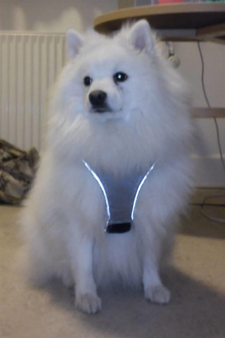 Japansk spids Malthe billede 9