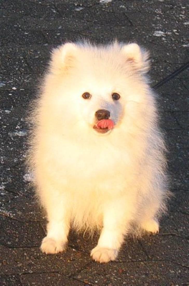 Japansk spids Malthe billede 7