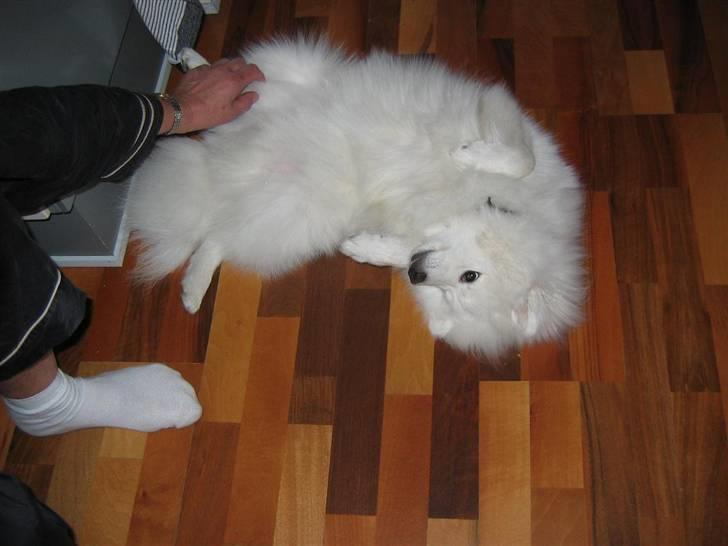 Japansk spids Malthe billede 8