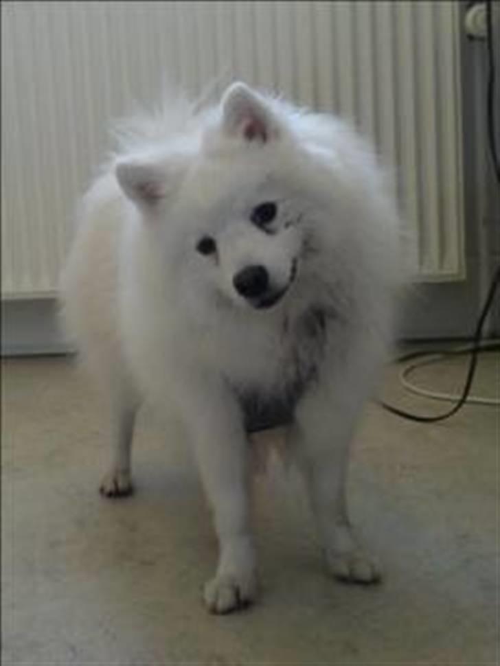 Japansk spids Malthe - Lidt mudder er vel altid godt :-) billede 10