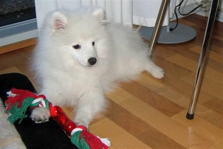 Japansk spids Malthe billede 6