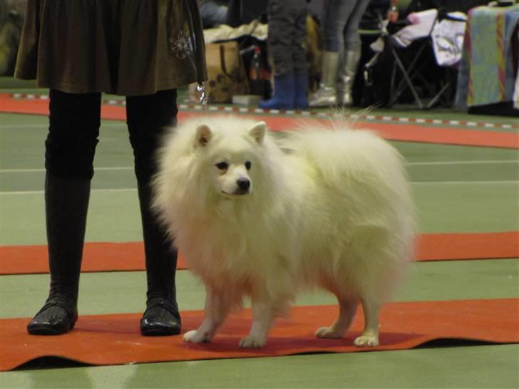 Japansk spids Malthe - Nyborg 2010 billede 11