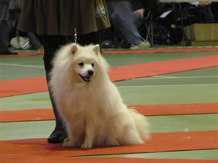 Japansk spids Malthe - Nyborg 2010 billede 12