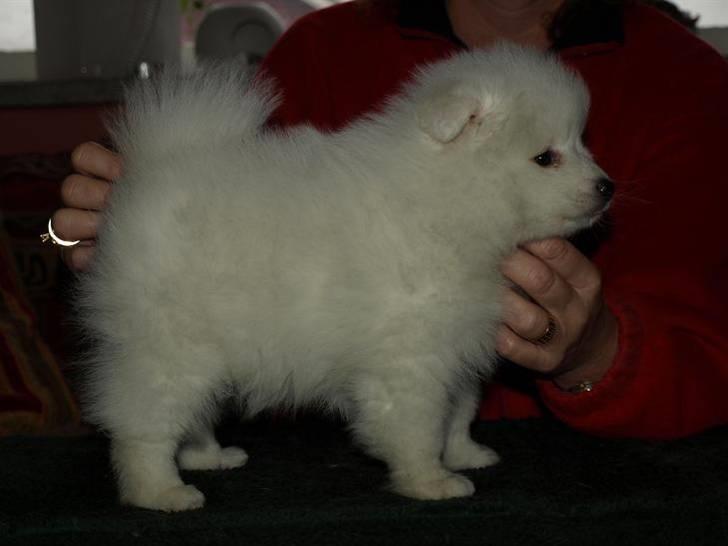 Japansk spids Malthe billede 2